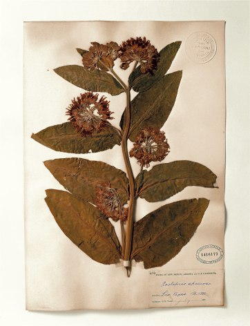 Smithsonian, Asclepias, 1881, 2000. Archival pigment print, 24 x 20 inches.
