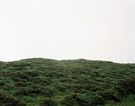 Green Gorse, Wales,&nbsp;2004. Chromogenic print, 76 3/4 x 65 inches.