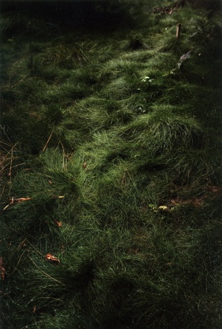 Forest #12, Untitled (Grass Path), 2003, 20 x 14 inch chromogenic print