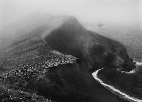Colony of Chinstrap Penguins, Bailey Head, Deception Island, Antartica, from the series Genesis, 2005. 16 x 20, 20 x 24, 24 x 35, 36 x 50 or 50 x 68 inch gelatin silver print