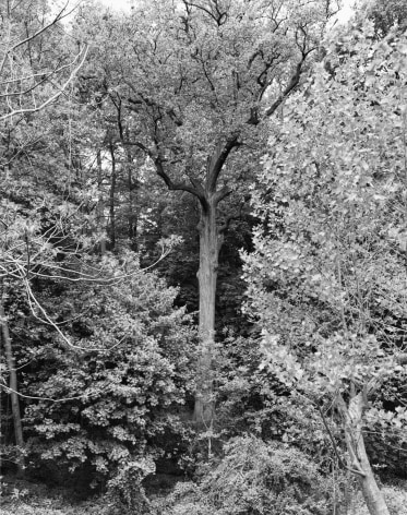Tulip Tree, Alley Pond Park, Queens II from the series New York Arbor, 2011. Gelatin silver print, 40 x 30 or 68 x 54 inches.&nbsp;