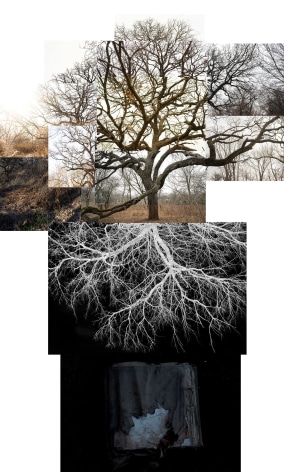 Bur Oak With Roots, Chicago, Jackson Park, January,&nbsp;2020. Archival pigment print, 50 x 40 inches.