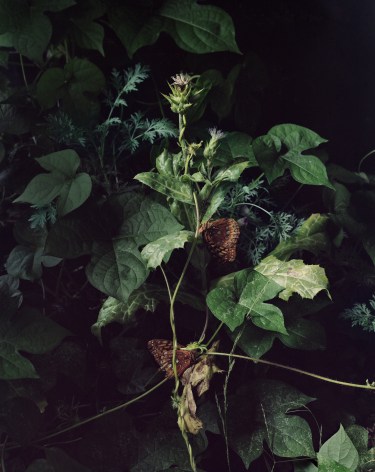 Photograph by Sharon Core from the series Understory of a close-up garden scene with leaves, plants, and butterflies.