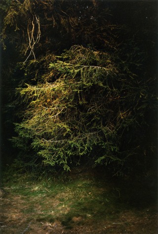 Forest #9, Untitled (The Wing), 2003, 20 x 14 inch chromogenic print