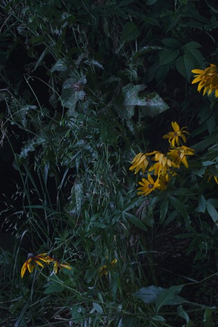 Untitled #8, 2015 Archival pigment print 40 x 26 inches Edition of 7