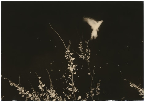 Untitled #1154 (from the series Nakazora), 2002, Gelatin silver print, Edition 24 of 40