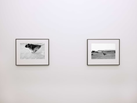 Installation view, John Divola,&nbsp;Dogs Chasing My Car in the Desert, Yancey Richardson Gallery, 2023.