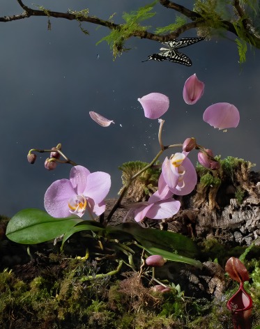 Orchids with Asian Swallowtail&nbsp;from the Another World&nbsp;series, 2022. Archival pigment print, 39 3/8 x 31 1/8 inches.