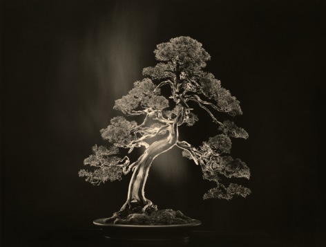 Bonsai #4000,&nbsp;2018. Gelatin silver print, 10 1/8&nbsp;x 13 1/4 inches.