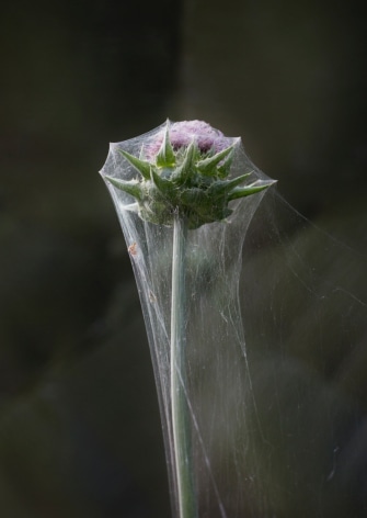Photograph by Sharon Core from the series Understory of a thistle covered in a spider's web.