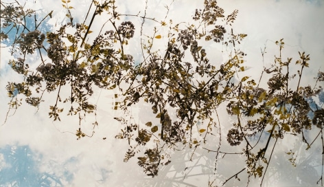 Bryan Graf,&nbsp;Confluence Canopy, 2017. Chromogenic photogram, 30 x 52 inches.