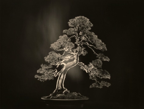 Yamamoto Masao,&nbsp;#4000, 2018&nbsp;from the series&nbsp;Bonsai. Gelatin silver print, 11 x 14 inches.