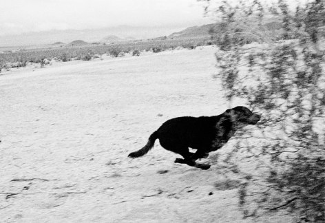 John Divola,&nbsp;D10F15 from the series Dogs Chasing My Car in the Desert, 1996-1998. Gelatin silver print, 20 x 24 inches.