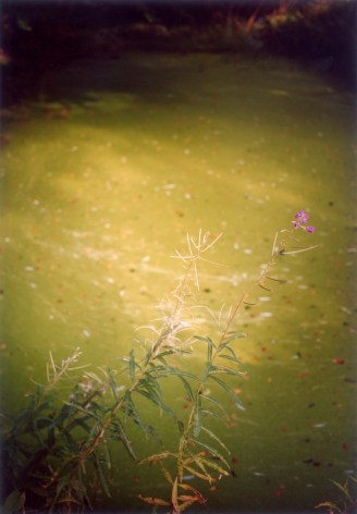 Forest #8, Untitled (Summer Green Sea), 2003, 20 x 14 inch chromogenic print