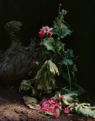 Photograph by Sharon Core from the series Understory of close-up scene in the garden.