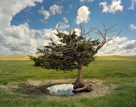 Homesteaders Tree, Cherry County, Nebraska,&nbsp;2013
