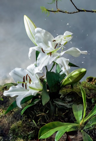 White Lilies in the Forest&nbsp;from the&nbsp;Another World&nbsp;series, 2022. Archival pigment print, 47 1/4 x 31 7/8 inches.