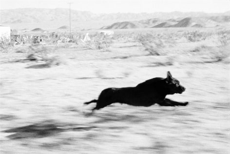John Divola,&nbsp;D29F33 from the series Dogs Chasing My Car in the Desert, 1996-1998. Gelatin silver print, 20 x 24 inches.