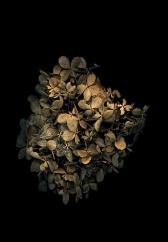 Flowers #10, Untitled (Hydrangea), 2009, 7 x 10 inch archival pigment print