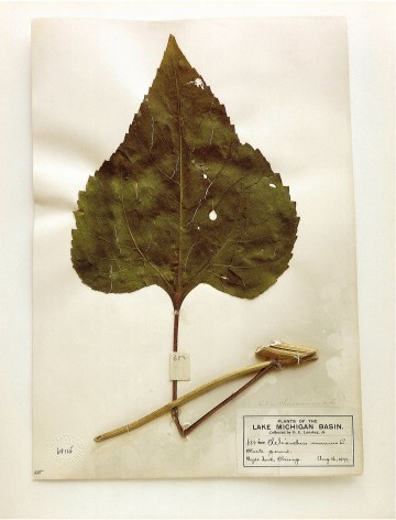 Field Museum, Helianthus, Chicago, 1899 (leaf), 2000. Archival pigment print, 24 x 20 inches.