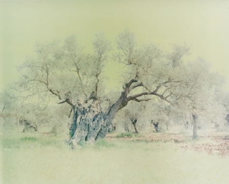 Olive 15, from the series&nbsp;Ghost, 2003, 47 1/4 x 59 1/8 inch archival pigment print