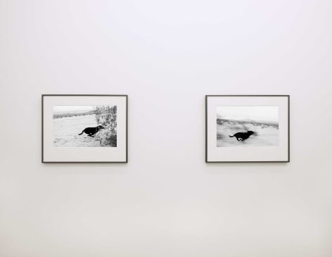 Installation view, John Divola,&nbsp;Dogs Chasing My Car in the Desert, Yancey Richardson Gallery, 2023.