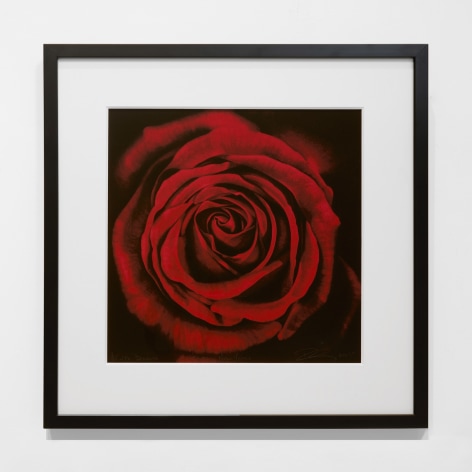 Robert Longo Untitled (Rose, from Ophelia), 2005 signed, numbered and dated bottom front; &quot;For Bernice, Happy New Year&quot; archival pigment print in colors on watercolor paper 15 x 15 inches Edition 4 of 75