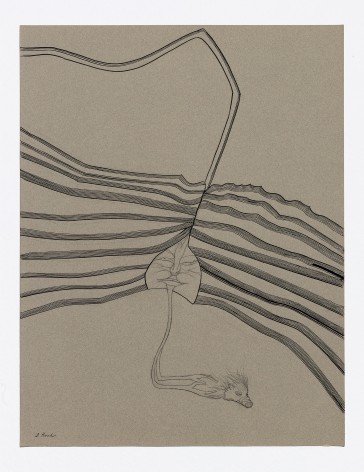 Dorothy Hood  Untitled (earth strata), n.d. ink on paper 25 1/5  x 19 5/8 inches