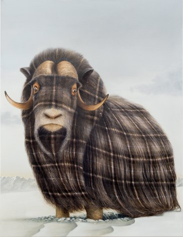 Musk Ox