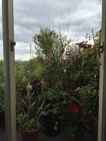 view out a window of lots of foliage
