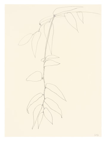 pencil drawing of Leucothoe