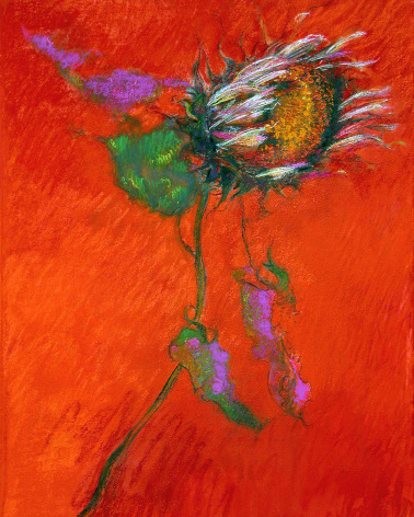 Sunflower on Crimson No. 1, 2008. Pastel on paper, 29 x 22 1/2 inches