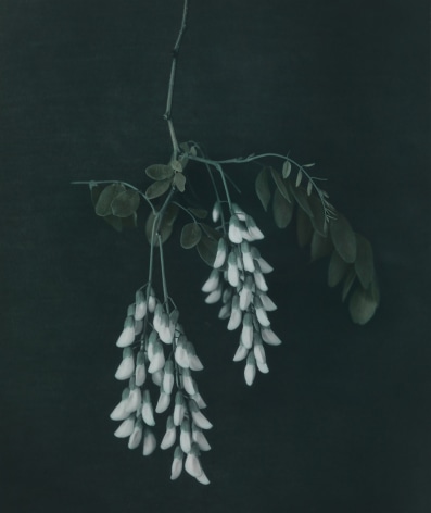 Untitled (Black locust blossom), Zechin, 2014, Gelatin silver print with applied oil paint