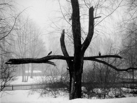 Pentti Sammallahti Helsinki, Finland (birds on branch), 2002