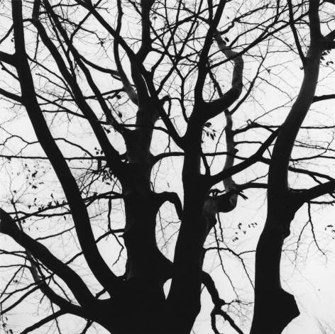 Tree #4, NJ, 1964