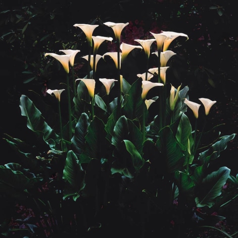White Callas at Dawn, Oregon, 2003