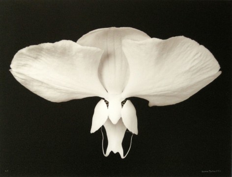 Orchid&eacute;e (Orchid), 1985, printed 1987