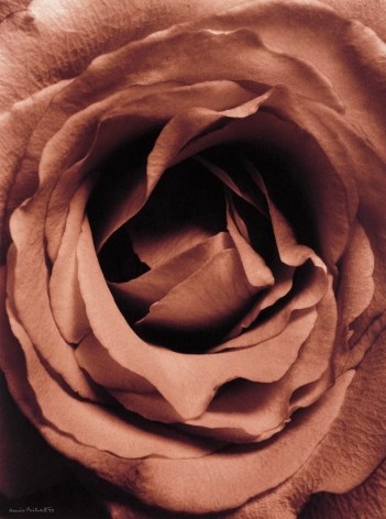 Coeur de Rose (Heart of rose), 1994, printed 1995