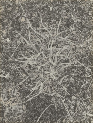 Petites Herbes,&nbsp;1970 Gelatin silver print with photographic engraving