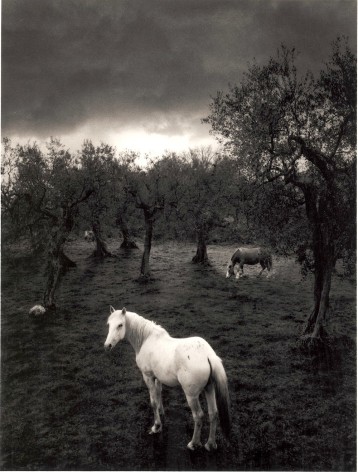 Cilento, Italy (white horse),&nbsp;2000, Toned gelatin silver print