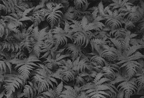 Ferns, Peekamoose, NY, 1971