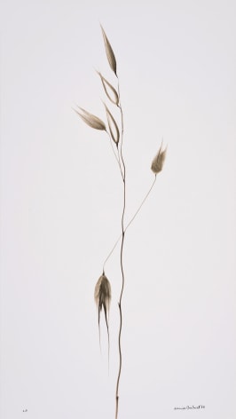 Folle Avoine (Wild oats), 1988, Selenium toned gelatin silver print