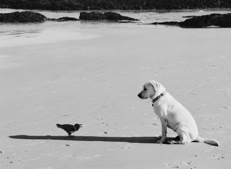 south africa (dog and bird)