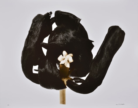 Tulipe Noire (Black tulip), 1977, printed 2001