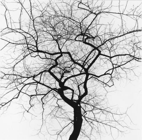 George Tice, Tree #14, New York