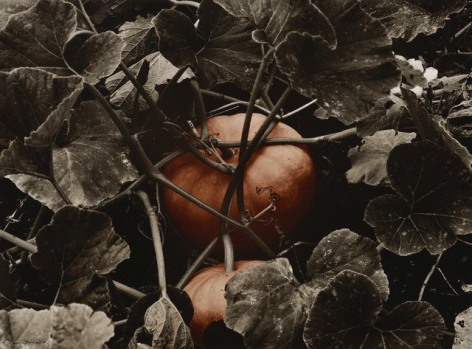 Potiron à Villandry (Villandry Pumpkin), 2001, printed 2002