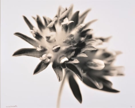 Semble Trèfle (Clover), 1994, Edition 4/6