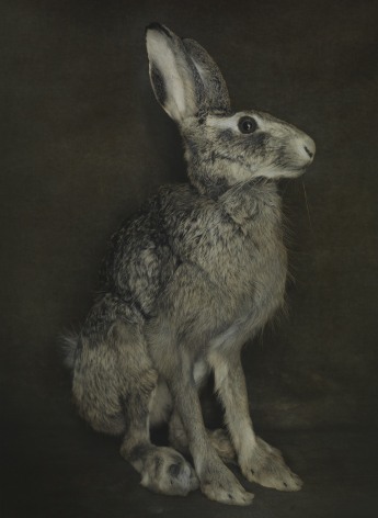 Untitled (Hare), Jena, 2014, Gelatin silver print with applied oil paint