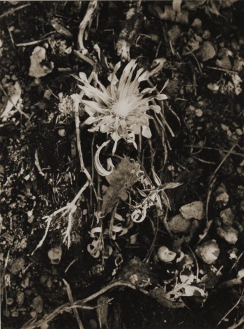 Graine de salsifis sauvage (Wild salsify seed), 1972