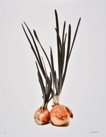 Deux Oignons Germ&eacute;s (Two sprouted onions), 1985, printed 2004